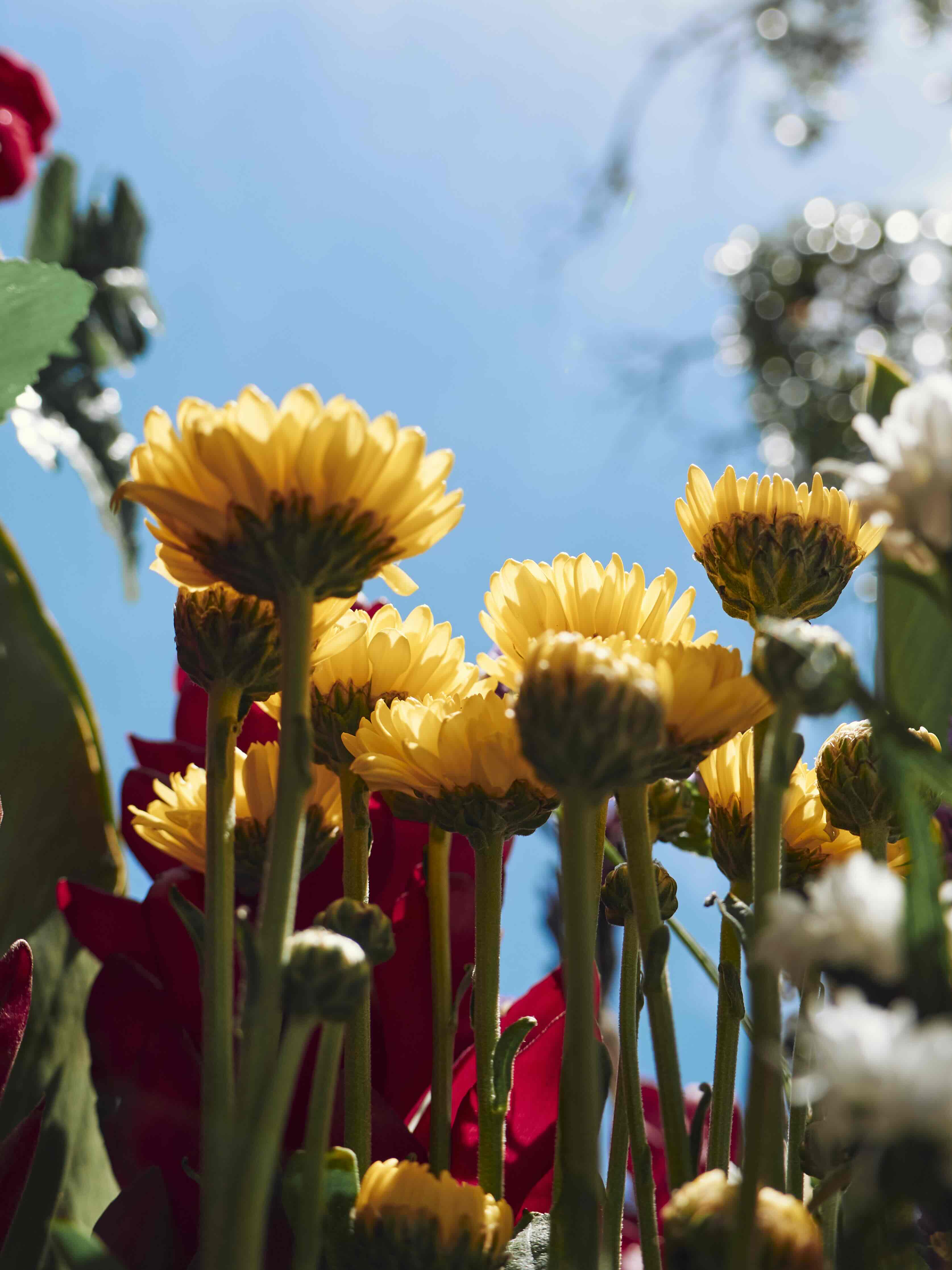 Flower field